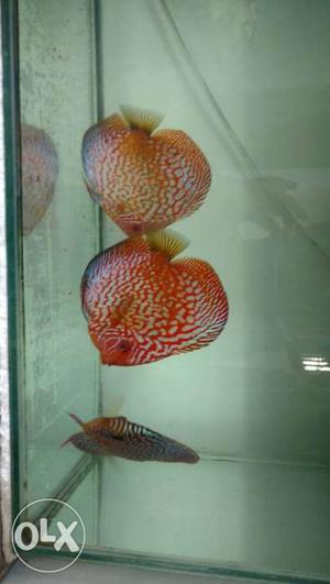 Discus fishes for sale available in Dombivli