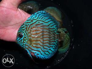 Discus world beautiful discus of all variety call