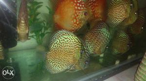 Discuss fish 4.5 inch diameter.. available mix strain