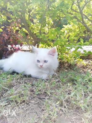 (Double bush)Parisian cat white colour with blue