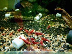 Dwarf Shrimps available for sale lots of