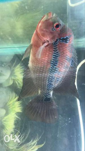 Egg laying female flowerhorn fish