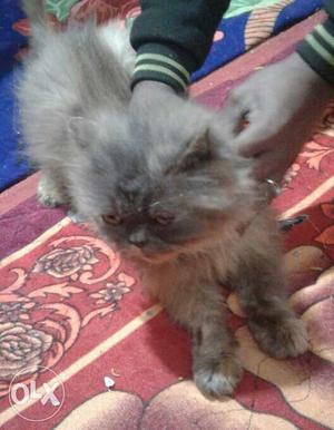 Female Persian cat 10 months old call for more
