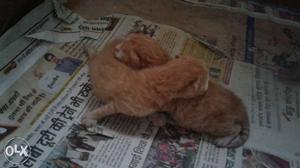 Female Persian cat 18 months old with 2 kittens 6