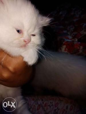 Female doll face persian 2 months old blue eyes