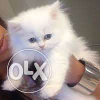 Female persian cat.. Healthy and playfull..