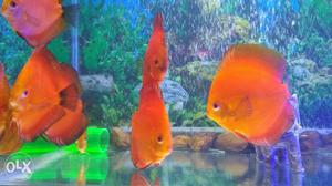 Fish aquarium for sale with discuss fish