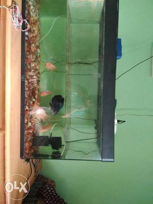 Fish tank with 3 motors and 5 fishes 1 Oscar n 2