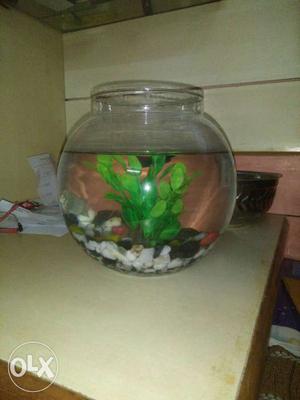 Fish tank with fish