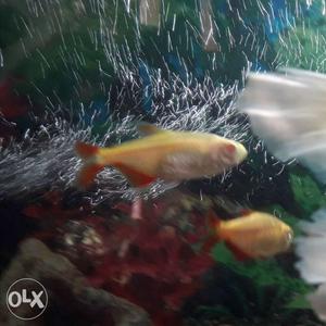 Fish total 8pc. 1 imported gold fish white red