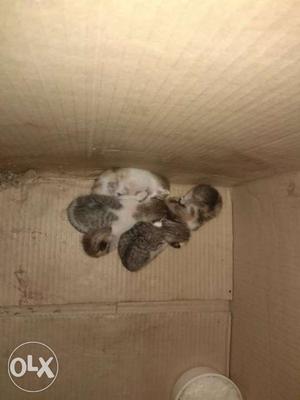 Five Brown Tabby Kittens