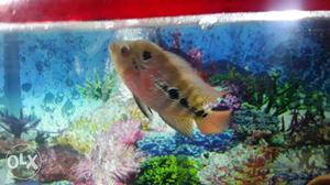 Flaworhorn Fish baby 2.5 inch