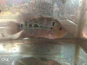 Flower Horn female, very Active 5 inches big just