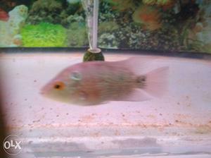 Flower horn female 2 inches just for 200 very