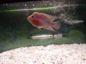 Flower horn fish imported magma size 4 inch
