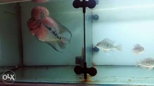 Flowerhorn Fish for sale