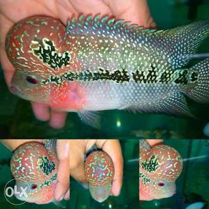 Flowerhorn fish Aaa grad