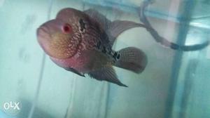 Flowerhorn fish male good colour healthy and