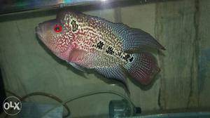 Flowerhorn fish male high quality healthy &