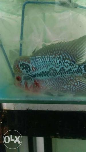 Flowering fishes starting price Rs.