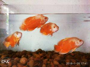 Four Orange Aquarium Fishes