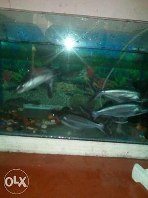Four Silver Aquarium Fish