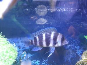 Frontosa size 4 inch Active pair male female