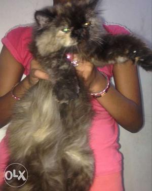 Full punch faced female persian cat 3 months