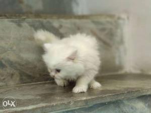 Full white kittens White Kitten