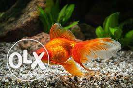 Gold Fish Pair & Internal Air Filter