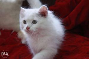 Good and healthy kitten pure breed cash on