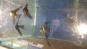 Good quality angel fishes available