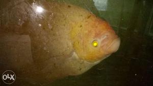 Gourami fish for sale