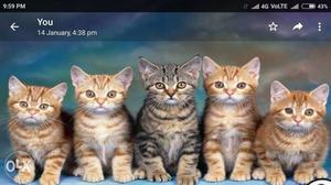 Gray And Orange Tabby Kittens Screenshot