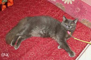 Gray Persain Cat Female