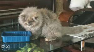 Gray Persian Kitten..extreme punch