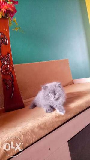 Gray Scottish Fold Kitten