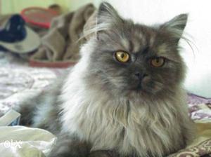Grey and white male Persian cat, 6 month old,