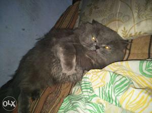 Grey persian male cate..