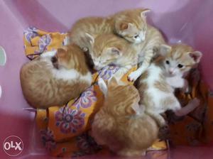 Group Of Orange Tabby Kittens