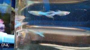 Guppy high quality breed sizertail and others varaity