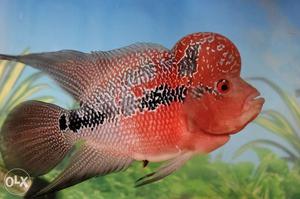 Head flowerhorn 7 inch