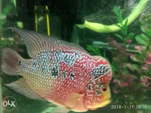 Heigh Quality FlowerHorn Fish for sell. Urgent sell.