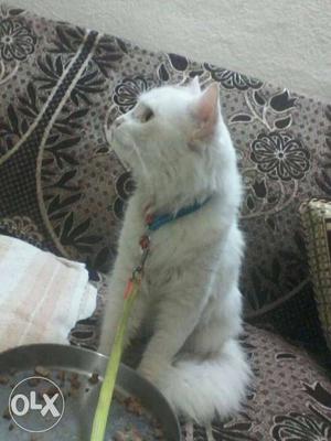 Hii I want to sell my Persian cat 11 month if