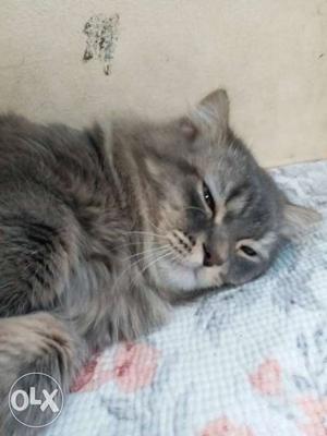 I want to sale my healthy male Persian cat