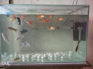 I want to sell all my fish with tank and all at negotiable