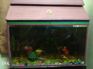 I want to sell my Fish aquiriam with fish nd all