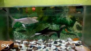 I want to sell my Fishes & Aquarium which is