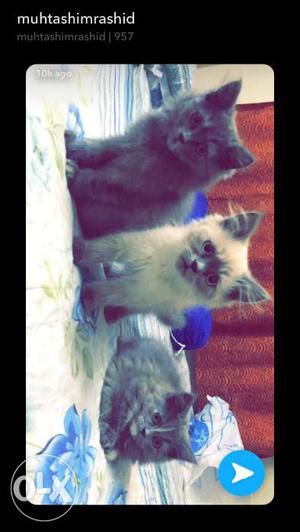 I want to sell my Persian kittens Purebreed