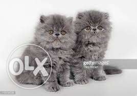 I want to sell my persian cat female